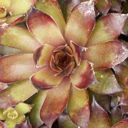 Sempervivum - Dachwurz - Hauswurz